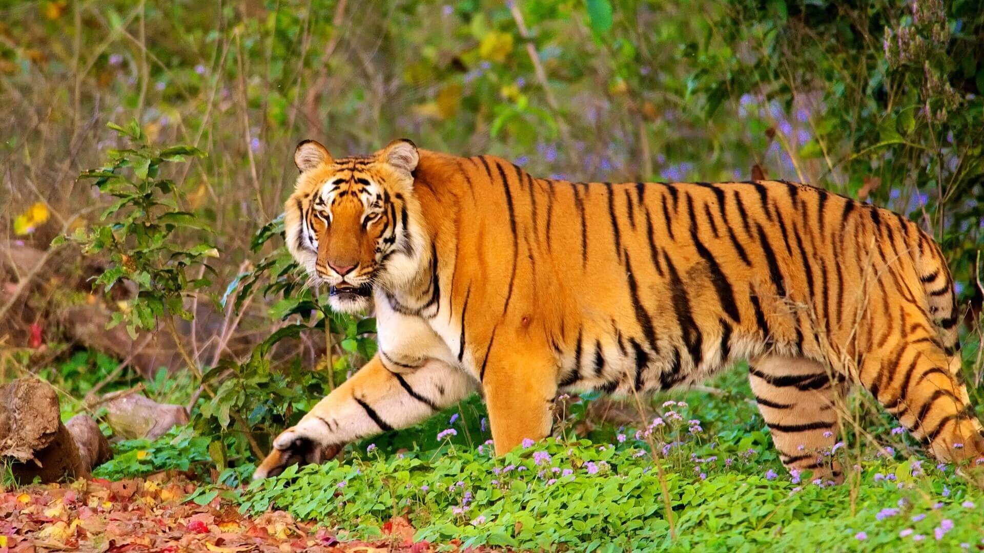 Jim Corbett National Park Tour