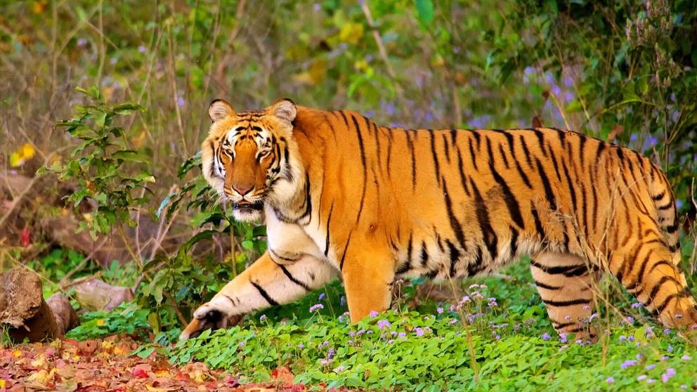 Discover Jim Corbett National Park with GTrip