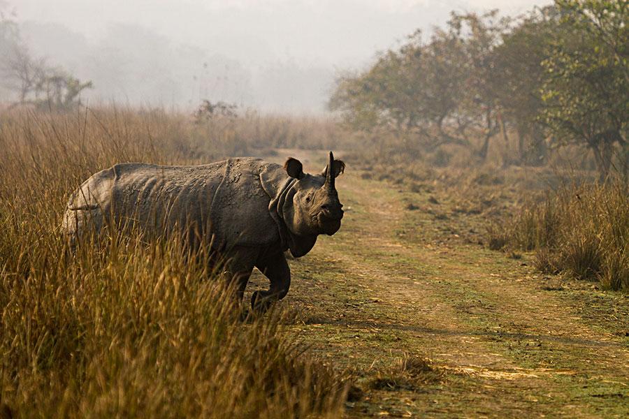 Unforgettable Assam Meghalaya Journey with GTrip