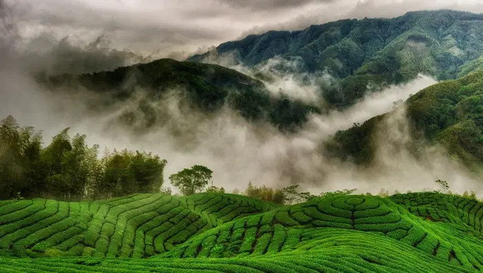 Munnar Tour Package from Kochi