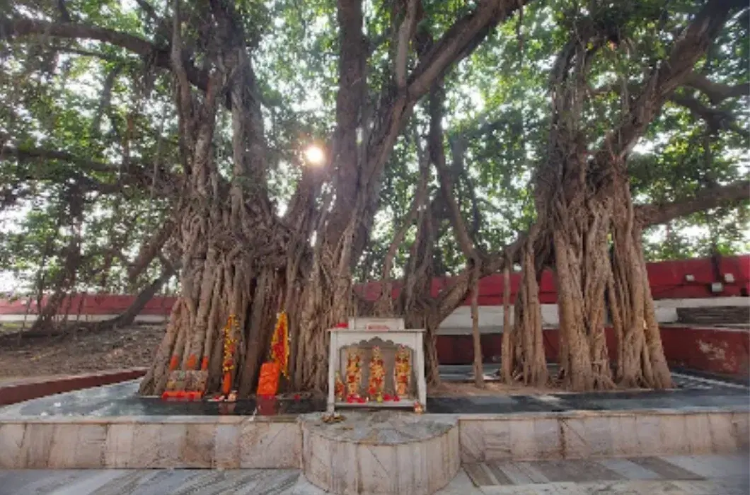 Akshayvat Tree