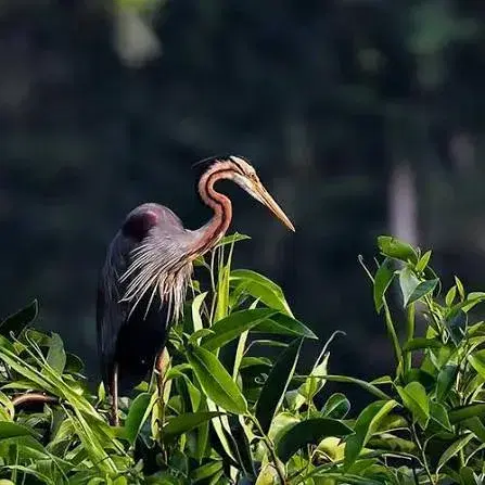 Kumarakom Bird Sanctuary