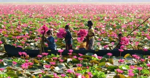 Malarikkal Pink Lily Pond