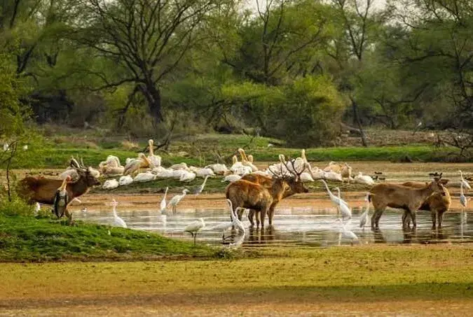 Mount Abu Wildlife Sanctuary