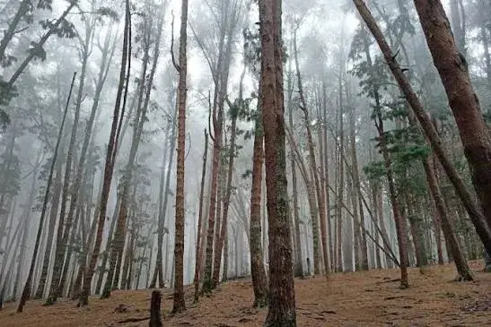 Pine Forest