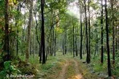Satpura Forest