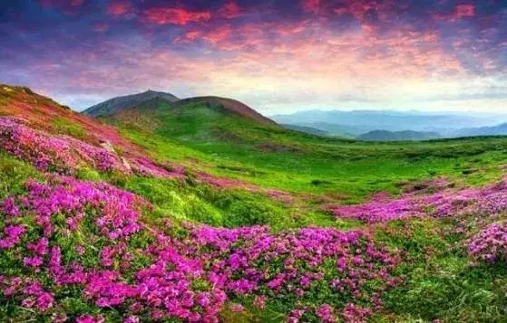 Yumthang Valley