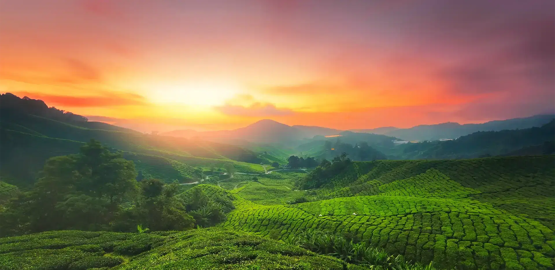 Kolukkumalai tea estate