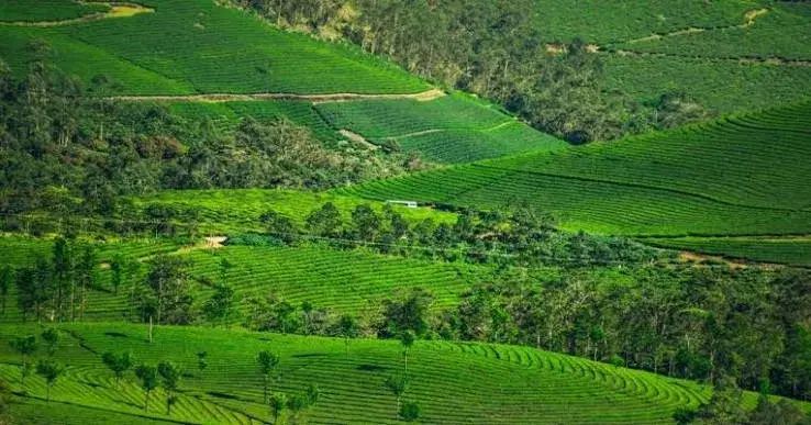 Cardamom Hills
