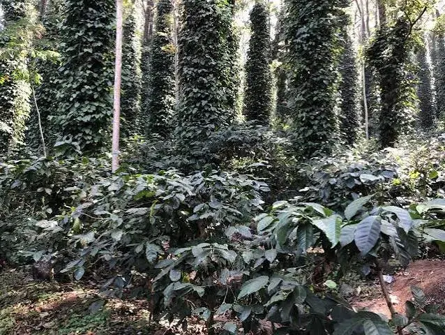 Coffee Plantation