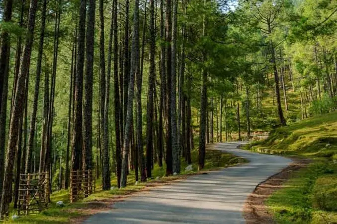 Pine Forest