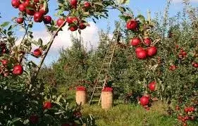 Apple Garden