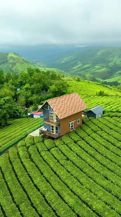 Tea garden vagamon