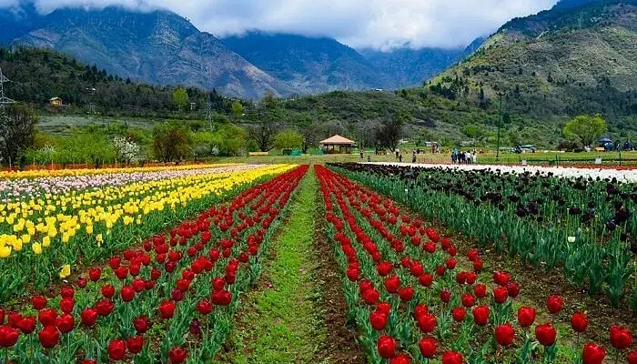 Tulip Garden
