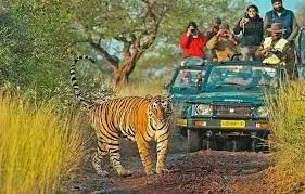 Ranthmbore Jeep Safari ( Sharing )