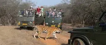 Ranthambore Canter Safari