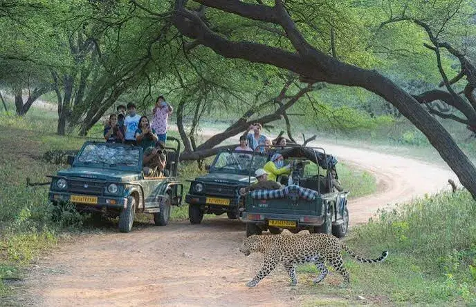 Jawai Leopard Safari ( Private )
