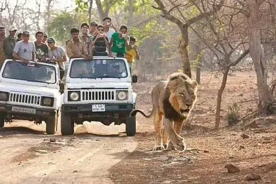 Gir Jeep Safari
