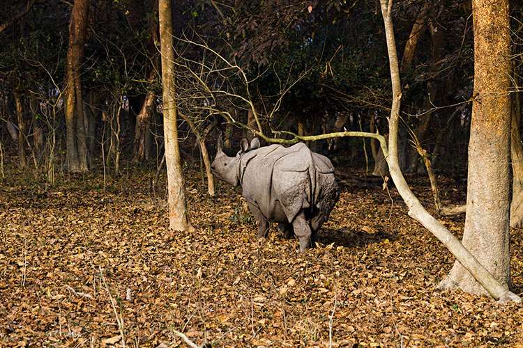 Shillong & Kaziranga Wildlife Adventure