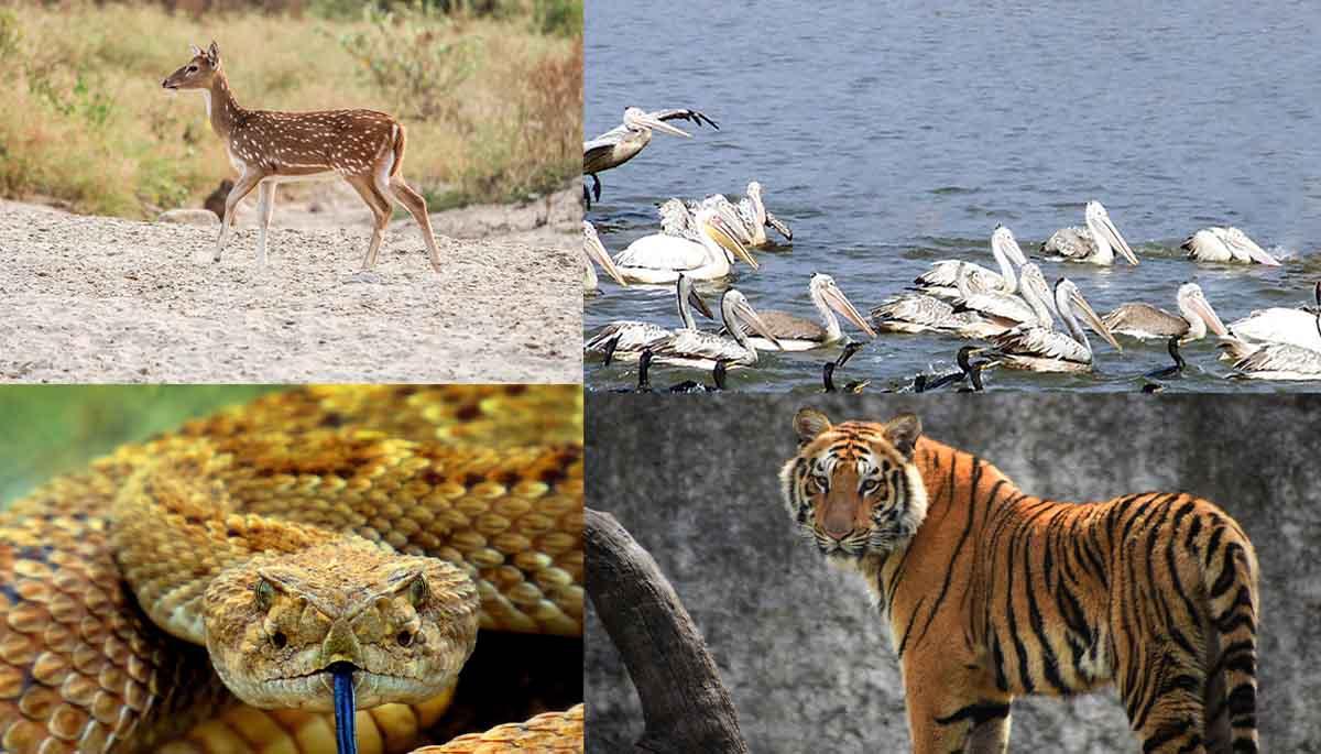 Kaziranga Chronicles: A Thrilling Wildlife Safari
