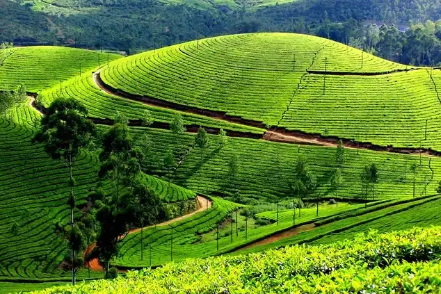 Exploring the Vibrant Heart of South India