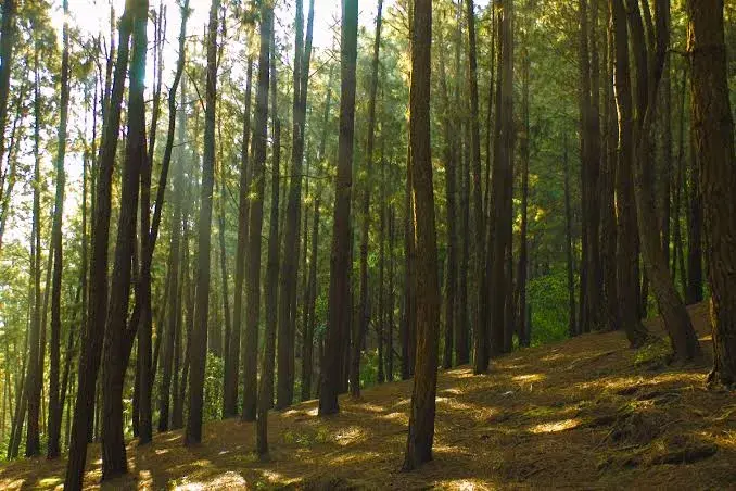 Pine Forest