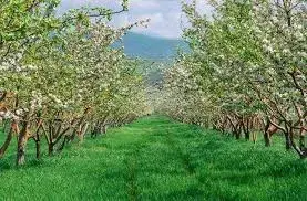 Apple Orchards Sonmarg