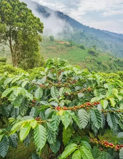 Coffee Plantation