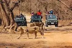 Gir National Park