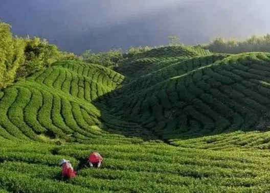Happy Valley Tea Estate