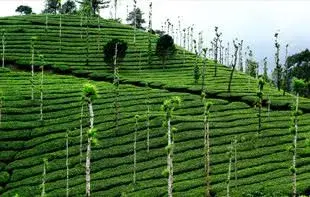 Spice Plantation