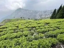 Tea Garden