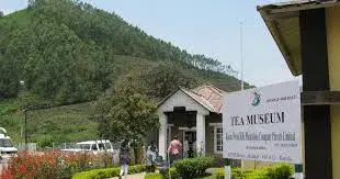 Tea Museum
