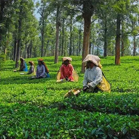 Tea Plantation