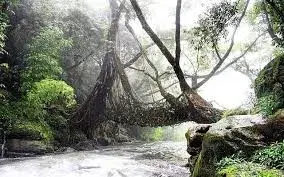 Riwai Living Root Bridge