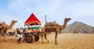 Camel Safari Point