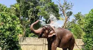 Elephant Junction