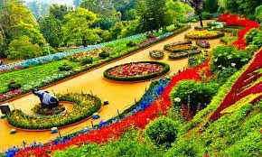 Rose Garden