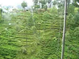 Sprawling Kausani Tea Estates