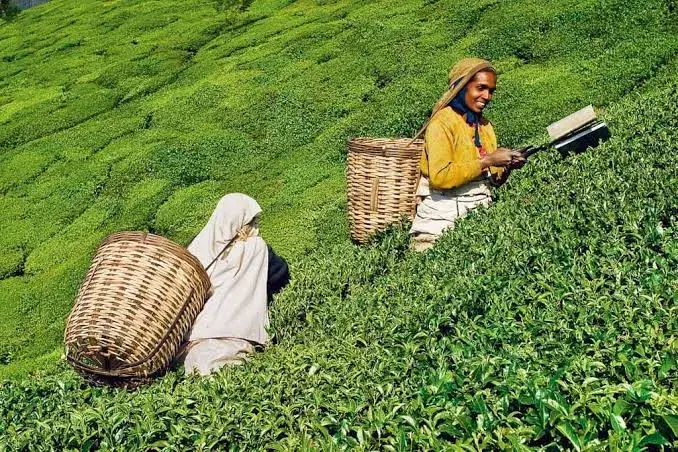 Tea gardens connor