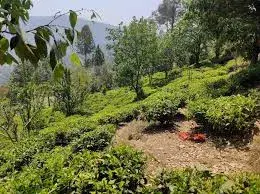 Tea Garden