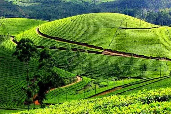 Tea Plantation