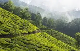 Tea Garden
